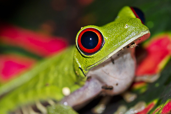 포토 JPG 해외이미지 동물 척추동물 야생동물 자연 국립공원 개구리 양서류 사람없음 빨간색 초록색 환경 미국 다양 보호 숲 열대우림 환경보전 생태계 생물학 청개구리 서식지 동물상 보호구역 생태학 취급주의 코스타리카 해외포토 멸종위기종 공원 교육 컬러 다수 컨셉 북아메리카 경고 조형물 중앙아메리카 사회이슈 구역 파일형식 이미지허브