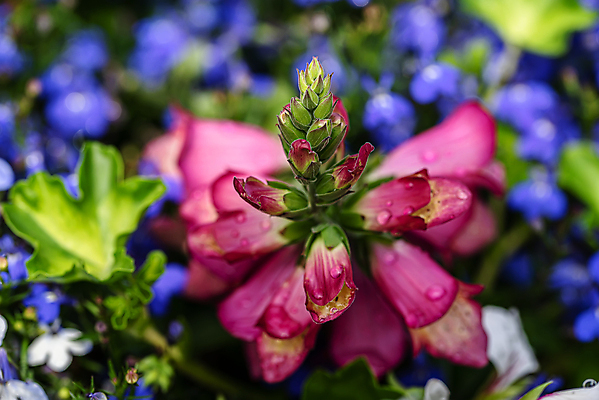 포토 JPG 해외이미지 식물 꽃잎 꽃 지구 분홍색 백그라운드 잎 꽃무늬 자연 사람없음 빨간색 초록색 컬러풀 뷰티 노란색 정원 보라색 봄 벚꽃 침대 개화 닫기 원예 내추럴 강렬 온실 해외포토 계절 컬러 가구 무늬 모션 취미 생태계 파일형식 이미지허브