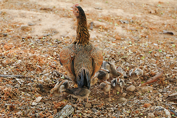 포토 JPG 해외이미지 동물 여자 농업 자연 조류 사람없음 야외 갈색 계란 치킨 가축 그룹 암탉 많음 해외포토 산업 컬러 컨셉 사람 알 닭 암컷 생태계 닭고기요리 파일형식 이미지허브