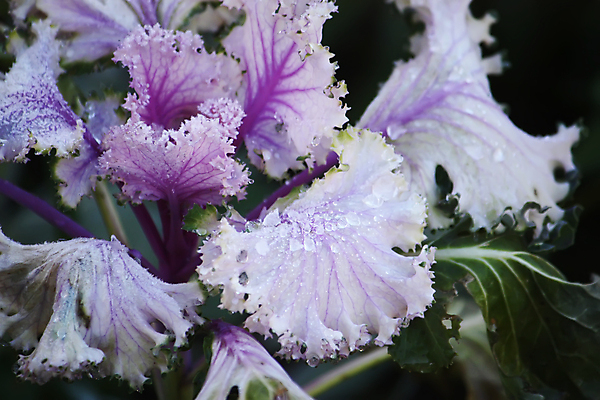 포토 JPG 해외이미지 식물 계절 음식 분홍색 잎 꽃무늬 채소 자연 사람없음 야외 장식 컬러풀 농장 농경지 정원 보라색 성장 벚꽃 신선 개화 떨어짐 상품 제비꽃 묘사 유기농 원예 질감 양배추 화단 밭일 채식주의자 케일 해외포토 웰빙 꽃 컬러 컨셉 무늬 농업 취미 생태계 채식 파일형식 이미지허브