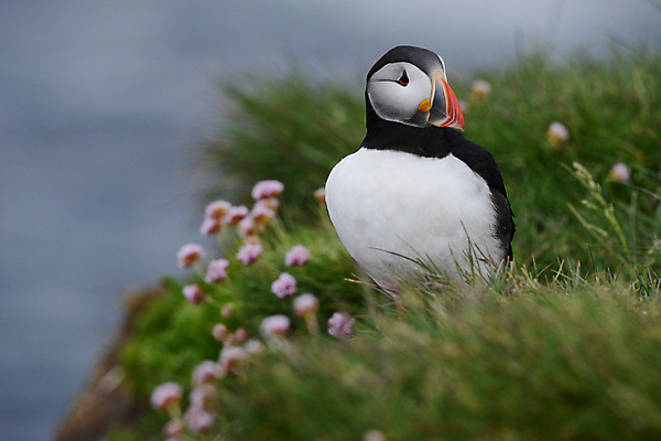 포토 JPG 해외이미지 주간 한마리 조류 사람없음 야외 아웃포커스 소프트포커스 퍼핀 해외포토 자연요소 동물 1 촬영기법 파일형식 이미지허브