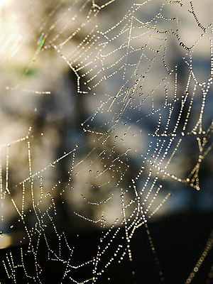 포토 JPG 해외이미지 디자인 줄 곤충 패턴 목걸이 자연 아침 전등 사람없음 물 빛 반사 검은색 웹 어둠 봄 안개 흰색 물방울 잡기 원형 그물 네트워크 실 이슬 연결 위험 큼 무서움 크리스탈 보석 실크 거미줄 질감 다이아몬드 거미 올가미 내추럴 고립 복잡 해외포토 주간 자연요소 도형 동물 계절 감정 컬러 컨셉 무늬 인터넷 장신구 모션 날씨 조명 직물 크기 광석 생태계 파일형식 이미지허브