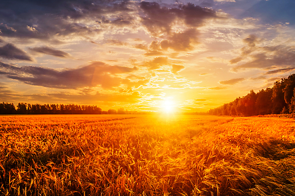 포토 JPG 해외이미지 자연 하늘 사람없음 야외 햇빛 태양 농경지 일몰 밀밭 해외포토 자연요소 밭 농장 노을 밀 생태계 파일형식 이미지허브
