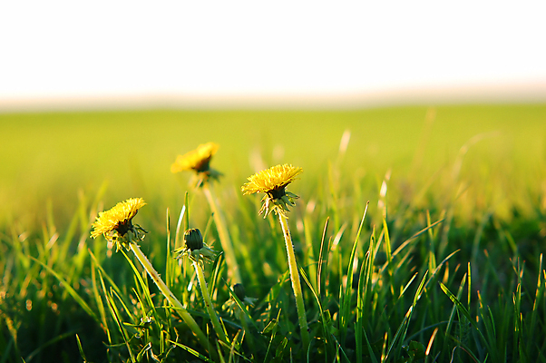 포토 JPG 해외이미지 주간 자연 사람없음 야외 아웃포커스 민들레 해외포토 자연요소 꽃 촬영기법 생태계 파일형식 이미지허브