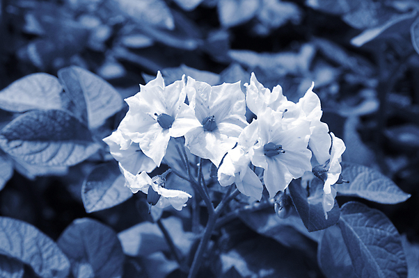 포토 JPG 해외이미지 식물 계절 꽃 음식 백그라운드 잎 꽃무늬 농업 채소 자연 감자 사람없음 야외 초록색 뷰티 농장 봄 수확 성장 벚꽃 흰색 시골 개화 땅 유기농 내추럴 세련 해외포토 웰빙 산업 컬러 무늬 생태계 파일형식 이미지허브