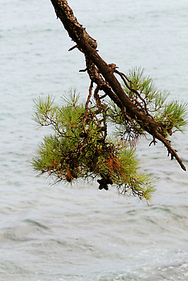 포토 JPG 해외이미지 나무 식물 전통 디자인 계절 공원 백그라운드 잎 패턴 자연 하늘 기념 풍경 사람없음 야외 목재 장식 초록색 빛 뷰티 나뭇가지 소나무 숲 상록수 침엽수 전나무 내추럴 수목 해외포토 공공시설 컬러 무늬 재료 생태계 파일형식 이미지허브