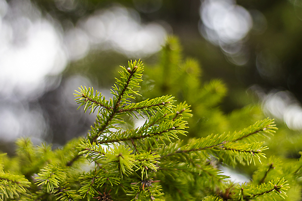 포토 JPG 해외이미지 나무 식물 계절 백그라운드 잎 크리스마스 자연 휴가 불꽃 새로움 새해 기념 사람없음 야외 목재 장식 초록색 빛 햇빛 우주 축제 성장 나뭇가지 축하 신선 소나무 바늘 신용카드 소프트포커스 숲 질감 보케 상록수 침엽수 전나무 내추럴 블러 가문비나무 해외포토 기념일 컬러 컨셉 재료 불 촬영기법 금융 태양 도구 생태계 파일형식 이미지허브