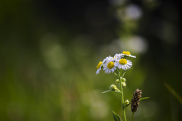 포토 JPG 해외이미지 식물 공원 꽃잎 꽃 줄기 백그라운드 잎 꽃무늬 밭 자연 사람없음 야외 초록색 뷰티 환경 정원 맑음 봄 들꽃 성장 벚꽃 흰색 신선 개화 닫기 허브 묘사 데이지 보케 꽃가루 내추럴 고립 캐모마일 카피스페이스 해외포토 계절 공공시설 컬러 무늬 농업 모션 날씨 공백 가루 생태계 파일형식 이미지허브