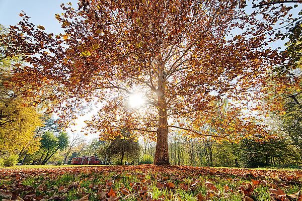포토 JPG 해외이미지 나무 계절 공원 여행 잎 오렌지 자연 하늘 산 사람없음 야외 초록색 파란색 빛 햇빛 태양 노란색 환경 낭만 황금 숲 속도 내추럴 전국 해외포토 자연요소 식물 공공시설 컬러 컨셉 과일 생태계 파일형식 이미지허브