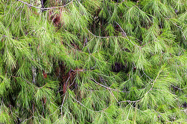 포토 JPG 해외이미지 나무 식물 계절 유럽 바다 여행 백그라운드 잎 자연 하늘 씨앗 풍경 사람없음 목재 장식 초록색 물 여름 파란색 갈색 나뭇가지 소나무 만 바늘 닫기 숲 지중해 그리스 솔방울 상록수 원뿔 내추럴 가문비나무 수평선 해외포토 자연요소 도형 나라 컬러 재료 모션 도구 생태계 파일형식 이미지허브