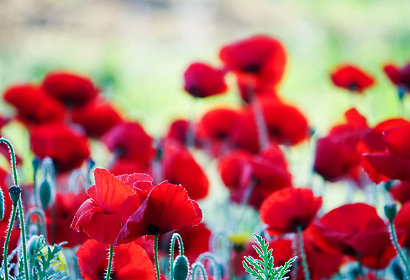 포토 JPG 해외이미지 식물 꽃잎 꽃 컨셉 밭 자연 하늘 풍경 사람없음 야외 빨간색 초록색 여름 파란색 햇빛 태양 뷰티 봄 전원 시골 신선 땅 양귀비 넘어짐 멀티 수평선 해외포토 자연요소 계절 컬러 농업 모션 전기에너지 생태계 파일형식 이미지허브