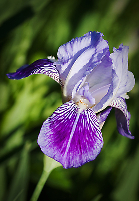 포토 JPG 해외이미지 식물 1 계절 꽃잎 꽃 백그라운드 잎 꽃무늬 패턴 자연 사람없음 장식 초록색 파란색 뷰티 정원 맑음 봄 촉촉함 흰색 개화 제비꽃 만족 화단 붓꽃 넘어짐 해외포토 감정 컬러 무늬 모션 날씨 젖음 생태계 파일형식 이미지허브