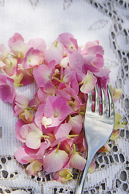 포토 JPG 해외이미지 꽃잎 꽃 분홍색 포크 실내 근접촬영 사람없음 수국 해외포토 식물 식기 뷰포인트 컬러 내부 파일형식 이미지허브