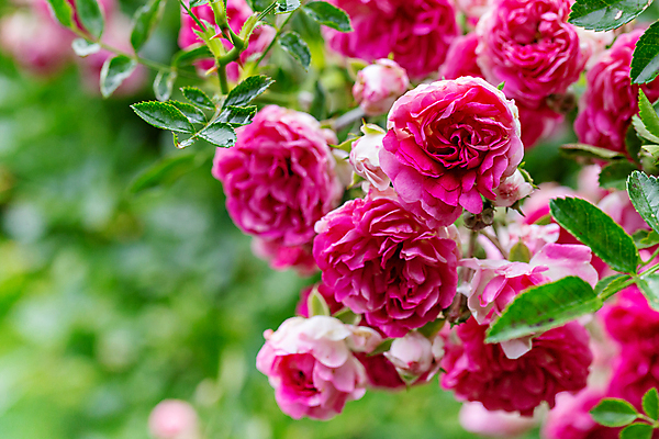 포토 JPG 해외이미지 식물 기념일 꽃잎 꽃 분홍색 결혼 백그라운드 꽃무늬 패턴 자연 발렌타인데이 선물 사랑 미술 사람없음 장식 물 빛 뷰티 장미 머리 정원 봄 거품 낭만 젖음 벚꽃 축하 신선 오픈 떨어짐 이슬 싱글 질감 해외포토 자연요소 계절 감정 컬러 컨셉 무늬 데이이벤트 문화예술 이벤트 신체부위 생태계 파일형식 이미지허브