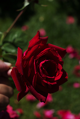 포토 JPG 해외이미지 손 꽃 잎 자연 들기 근접촬영 야외 아웃포커스 신체부위 빨간색 장미 해외포토 식물 뷰포인트 컬러 모션 촬영기법 사람 생태계 파일형식 이미지허브