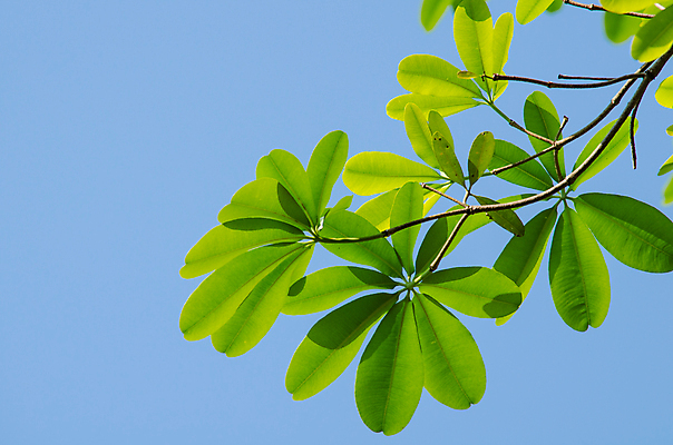 포토 JPG 해외이미지 식물 템플릿 디자인 백그라운드 잎 패턴 자연 추상 프레임 사람없음 목재 초록색 빛 환경 봄 젖음 성장 물방울 신선 작음 유기농 질감 내추럴 인공 해외포토 나무 웰빙 계절 컬러 무늬 재료 크기 생태계 파일형식 이미지허브