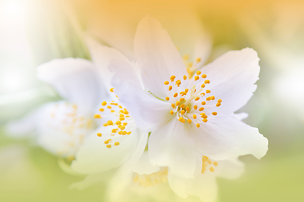 포토 JPG 해외이미지 식물 디자인 기념일 꽃잎 꽃 꽃다발 결혼 백그라운드 잎 꽃무늬 패턴 데이트 자연 휴가 프레임 발렌타인데이 선물 사랑 미술 이벤트 사람없음 장식 뷰티 노란색 낭만 벚꽃 흰색 축하 생일 그룹 황금 유혹 다발 심볼 아로마 열정 고립 국경 해외포토 감정 컬러 컨셉 무늬 데이이벤트 문화예술 생태계 파일형식 이미지허브