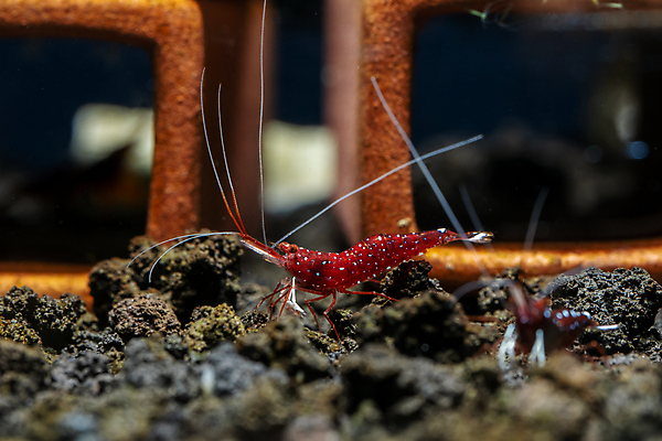 포토 JPG 해외이미지 식물 동물 아시아 자연 새우 갑각류 이끼 취미 사람없음 장식 초록색 물 파란색 수중 신선 투명 해조류 생물학 탱크 수족관 동물상 민물 열대기후 해외포토 자연요소 교육 나라 컬러 조형물 해양식물 생태계 파일형식 이미지허브