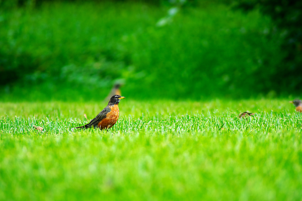 포토 JPG 해외이미지 동물 한마리 응시 야생동물 곤충 북아메리카 밭 날개 오렌지 노래 자연 조류 서기 잔디 사람없음 야외 빨간색 뷰티 노란색 미국 회색 관찰 가슴 먹기 깃털 꼬리 사냥 부리 교외 뒤뜰 땅바닥 수유 해외포토 식물 1 시선 음악 컬러 농업 과일 모션 바닥 아메리카 신체부위 생태계 파일형식 이미지허브