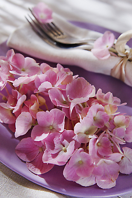 포토 JPG 해외이미지 꽃잎 꽃 분홍색 실내 사람없음 수국 해외포토 식물 컬러 내부 파일형식 이미지허브