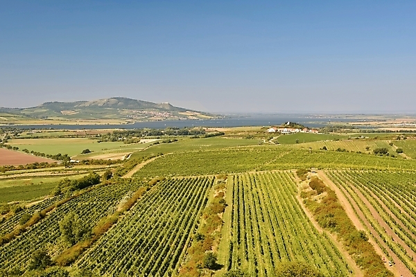 포토 JPG 해외이미지 식물 외관 유럽 산업 농업 건축양식 자연 사람없음 야외 농작물 농장 와인 성장 시골 배열 폐허 포도밭 포도나무 지역 체코 남쪽 내추럴 공화국 기르기 밭일 옛날 줄서기 모라비아 해외포토 건축 나라 밭 모션 주류 과일나무 방향 생태계 돌봄 파일형식 이미지허브
