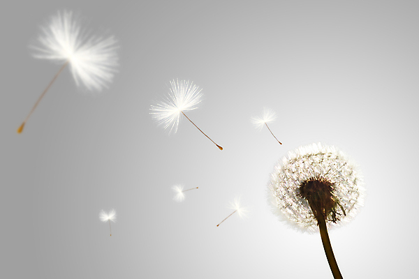 포토 JPG 해외이미지 실내 사람없음 민들레 흰배경 해외포토 꽃 백그라운드 내부 흰색 파일형식 이미지허브