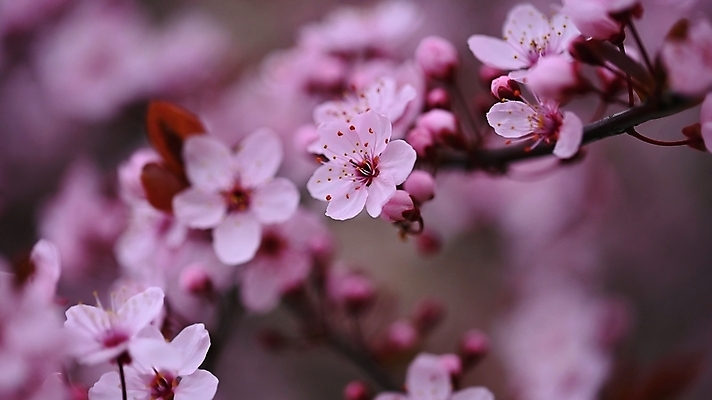 포토 JPG 해외이미지 나무 식물 계절 공원 꽃잎 꽃 아시아 분홍색 백그라운드 꽃무늬 자연 하늘 날씨 미술 사람없음 야외 뷰티 정원 일본 맑음 봄 낭만 벚꽃 흰색 나뭇가지 신선 개화 체리 4월 묘사 내추럴 화창 해외포토 공공시설 나라 컬러 컨셉 무늬 과일 문화예술 날짜 생태계 파일형식 이미지허브