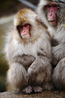 포토 JPG 해외이미지 동물 공원 아시아 얼굴 야생동물 겨울 포유류 자연 휴식 수영장 털 사람없음 일본 스파 목욕 봄 추위 원숭이 뜨거움 유인원 해외포토 계절 공공시설 나라 컨셉 신체부위 청결 생태계 파일형식 이미지허브