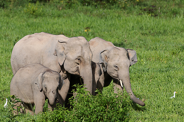 포토 JPG 해외이미지 동물 공원 아시아 야생동물 여행 포유류 가족 태국 자연 코끼리 종류 동양인 사람없음 환경 힘 아기 보호 숲 큼 인도인 코 멸종 내추럴 벌목 인구 전국 지능 해외포토 외국인 공공시설 나라 컨셉 관계 사람 인종 신체부위 크기 생태계 파일형식 이미지허브