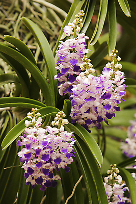 포토 JPG 해외이미지 식물 디자인 꽃잎 꽃 줄기 분홍색 꽃다발 결혼 백그라운드 꽃무늬 패턴 자연 추상 선물 풍경 사람없음 야외 장식 빨간색 초록색 여름 뷰티 노란색 우주 정원 봄 낭만 벚꽃 흰색 나뭇가지 신선 개화 난초 우아함 순수 묘사 오브젝트 질감 내추럴 고립 돌봄 해외포토 나무 계절 컬러 컨셉 무늬 모션 이벤트 생태계 파일형식 이미지허브