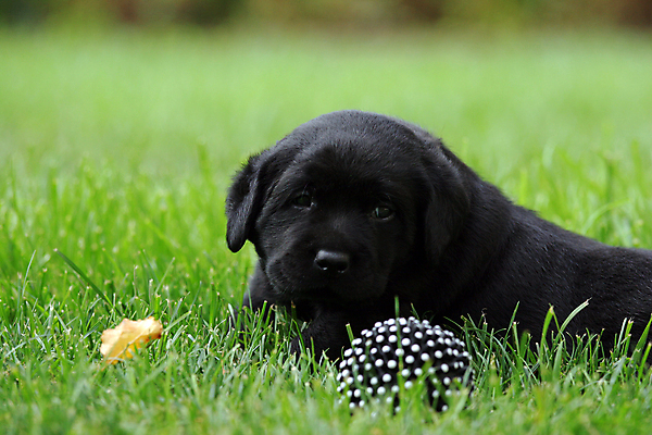 포토 JPG 해외이미지 응시 공원 행복 어린이 공 놀이 사람없음 초록색 빛 반려동물 태양 노란색 귀여움 검은색 기쁨 개 리트리버 달콤 강아지 숲 래브라도리트리버 창백 기르기 유래 해외포토 자연요소 동물 시선 공공시설 감정 컬러 컨셉 포유류 사람 맛 돌봄 파일형식 이미지허브