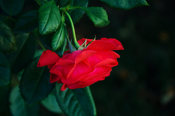 포토 JPG 해외이미지 꽃 잎 자연 근접촬영 사람없음 야외 아웃포커스 빨간색 초록색 장미 해외포토 식물 뷰포인트 컬러 촬영기법 생태계 파일형식 이미지허브