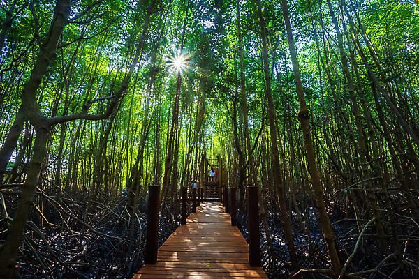 포토 JPG 해외이미지 나무 식물 공원 길 야생동물 바다 여행 백그라운드 잎 태국 자연 하늘 건강 사람없음 야외 목재 장식 초록색 물 파란색 갈색 환경 정원 맑음 산책 나뭇가지 만 숲 뿌리 내추럴 방법 옛날 전국 탄자니아 해외포토 자연요소 동물 공공시설 아시아 컬러 재료 아프리카 날씨 휴식 생태계 파일형식 이미지허브