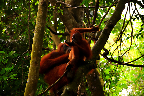 포토 JPG 해외이미지 나무 동물 응시 여자 남자 아시아 얼굴 야생동물 오렌지 포유류 청소년 자연 엄마 동물원 종류 사람없음 갈색 원숭이 표현 아기 숲 열대우림 먹기 인도네시아 멸종 유인원 원시시대 말레이시아 배려 해외포토 식물 시선 나라 컬러 과일 가족 모션 사람 신체부위 역사 생태계 파일형식 이미지허브