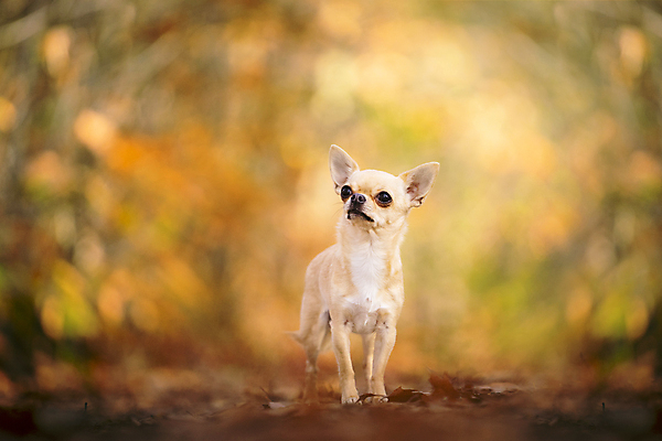 포토 JPG 해외이미지 동물 응시 계절 길 잎 포유류 자연 서기 사람없음 야외 반려동물 햇빛 노란색 가을 흰색 개 달콤 강아지 숲 작음 관목 치와와 송곳니 기르기 유래 해외포토 나무 식물 시선 컬러 모션 태양 맛 치아 크기 생태계 돌봄 파일형식 이미지허브