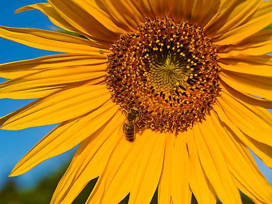 포토 JPG 해외이미지 식물 동물 꽃잎 꽃 곤충 백그라운드 꽃무늬 밭 날개 자연 하늘 해바라기 노동자 사람없음 여름 파란색 반짝임 태양 노란색 검은색 줄무늬 벚꽃 벌레 꿀벌 수분 벌 묘사 바쁨 꽃가루 꿀 찌르기 내추럴 드론 호박벌 해외포토 자연요소 직업 계절 컬러 무늬 농업 모션 벌_곤충 가루 생태계 파일형식 이미지허브