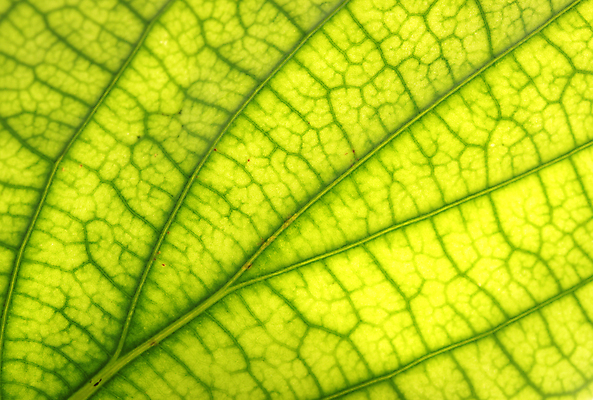 포토 JPG 해외이미지 나무 식물 줄기 백그라운드 잎 꽃무늬 패턴 자연 추상 사람없음 초록색 빛 뷰티 환경 정원 봄 활발 성장 투명 칼날 순수 유기농 원예 질감 생물학 지역 정맥 내추럴 진행 개발 광합성 해외포토 웰빙 계절 교육 꽃 컬러 컨셉 무늬 취미 생태계 혈관 파일형식 이미지허브