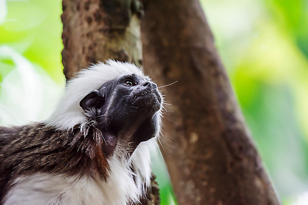 포토 JPG 해외이미지 나무 동물 응시 얼굴 야생동물 포유류 자연 생물 털 동물원 종류 앉기 사람없음 야외 초록색 갈색 검은색 미국 흰색 나뭇가지 원숭이 면 보호 정상 숲 작음 열대우림 모피 먹기 멸종 유인원 해외포토 식물 시선 컬러 컨셉 북아메리카 모션 신체부위 크기 생태계 파일형식 이미지허브