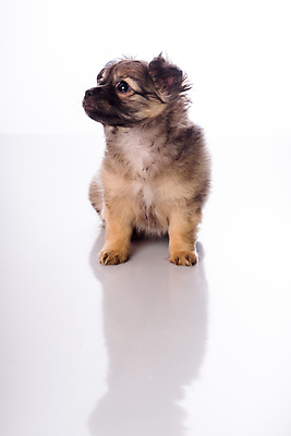 포토 JPG 해외이미지 동물 새끼 포유류 털 앉기 사람없음 반려동물 귀여움 흰색 개 강아지 작음 흰배경 귀 치와와 송곳니 고립 기르기 유래 해외포토 컬러 백그라운드 컨셉 모션 신체부위 치아 크기 돌봄 파일형식 이미지허브