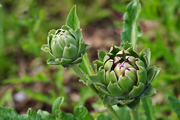 포토 JPG 해외이미지 식물 음식 백그라운드 잎 밭 농업 다이어트 채소 재료 자연 건강 요리 사람없음 초록색 뷰티 머리 정원 봄 수확 성장 벚꽃 신선 약초 허브 유기농 원예 엉겅퀴 건강식 내추럴 고립 바이오 숙성 식용 영원 채식주의자 해외포토 웰빙 계절 꽃 산업 컬러 취미 신체부위 풀_식물 생태계 채식 파일형식 이미지허브