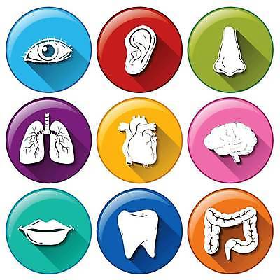 EPS 해외이미지 일러스트 사람없음 세트 컬러풀 심장 원형 입 허파 치아 입술 뇌 코 대장 귀 해외일러스트 도형 컬러 신체부위 소화기관 장기_의학 호흡기관 파일형식 벡터 이미지허브