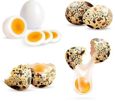 EPS 해외이미지 음식 일러스트 요리 사람없음 삶은계란 메추리알 깨짐 알껍데기 해외일러스트 컨셉 계란 알 계란요리 파일형식 벡터 이미지허브