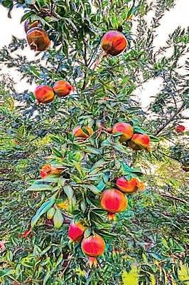 EPS 해외이미지 식물 디자인 계절 음식 조각 백그라운드 잎 농업 다이어트 과일 일러스트 재료 부분 자연 디저트 건강 씨앗 빨간색 초록색 여름 컬러풀 정원 주스 흰색 신선 그룹 달콤 맛 자르기 유기농 날것 석류 비타민 내추럴 고립 숙성 이국적 채식주의자 해외일러스트 웰빙 산업 음료 컬러 컨셉 모션 생태계 채식 영양소 파일형식 벡터 이미지허브