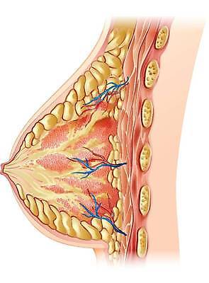 EPS 해외이미지 여자 일러스트 포유류 세포 그래픽 임산부 우유 횡단보도 먹이 가슴 간호 정맥 호르몬 해외일러스트 동물 유제품 사람 신체부위 임신 보행로 혈관 파일형식 벡터 이미지허브