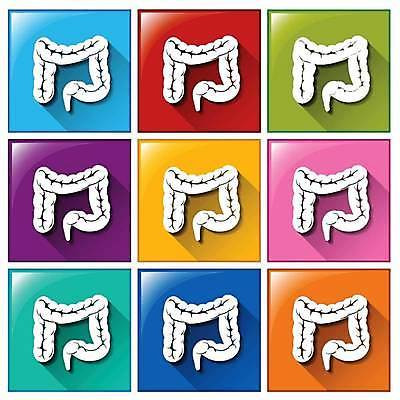 EPS 해외이미지 일러스트 버튼 사람없음 컬러풀 대장 해외일러스트 컬러 장기_의학 파일형식 벡터 이미지허브