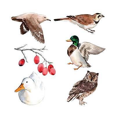 EPS 해외이미지 디자인 야생동물 일러스트 조류 오리 미술 사람없음 나뭇가지 그림 부엉이 손그림 청둥오리 나무열매 엘리먼트 해외일러스트 나무 동물 열매 문화예술 파일형식 벡터 이미지허브