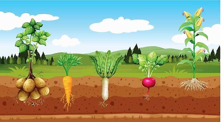 EPS 해외이미지 클립아트 식물 디자인 음식 백그라운드 농업 채소 일러스트 재료 자연 감자 옥수수 미술 그래픽 농작물 세트 농장 당근 수확 신선 상품 수집 그림 유기농 날것 클립 내추럴 밭일 총각무 해외일러스트 웰빙 산업 문화예술 곡류 뿌리채소 무 생태계 파일형식 벡터 이미지허브
