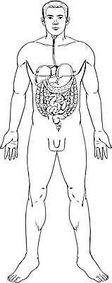 EPS 해외이미지 템플릿 남자 과학 백그라운드 십자가 신체 일러스트 부분 해부 근육 건강 사람 성인 약 머리 디지털 입 오르간 그림 간 심플 윤곽 시스템 췌장 고립 지라 해외일러스트 의학 신체부위 장기_의학 건반악기 파일형식 벡터 이미지허브