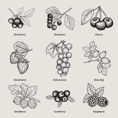 EPS 해외이미지 디자인 열매 잎 일러스트 딸기 사람없음 체리 스케치 블루베리 산딸기 베리 구스베리 레드커런트 크랜베리 해외일러스트 식물 과일 미술 파일형식 벡터 이미지허브
