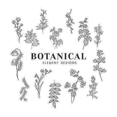 EPS 해외이미지 식물 꽃 잎 라인일러스트 일러스트 사람없음 세트 엘리먼트 스타일 보테니컬아트 해외일러스트 파일형식 벡터 이미지허브
